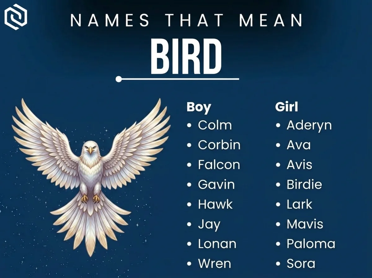 Infographic of boy and girl names that mean bird: Colm, Aderyn, Ava and Falcon